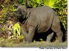Indian Rhino