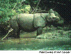 Java Rhino